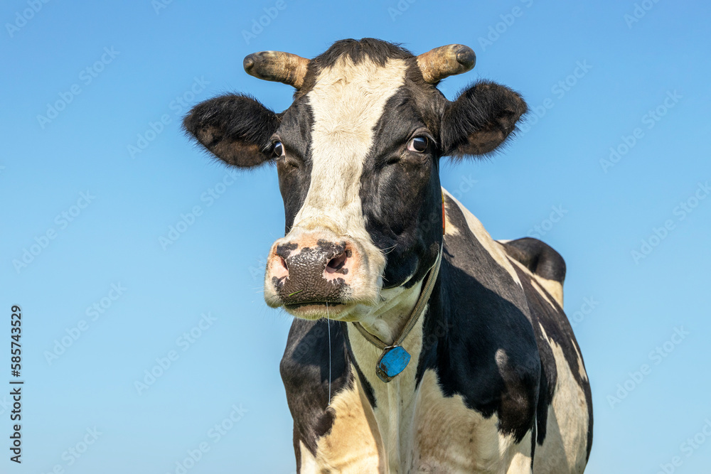 Holland milk cow, black and white and horned, looking at the camera, front view and a blue background