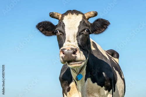 Chewing cow, ruminate black and white, looking disturbed, horns and mouth open, a blue sky background