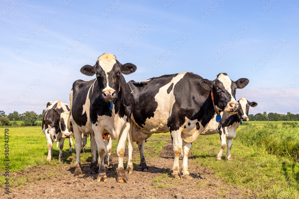 Pack cows, a black and white herd, group together in a field, happy and joyful and a blue sky