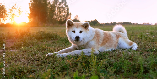 portrait of Akita inu dog lying on grass, natural abstract background. cute red Japanese dog outdoor, sunset landscape. concept of happy, active healthy pet life, care, protection for animals. banner