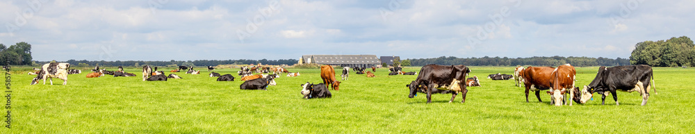 Group of cows grazing in the pasture, peaceful and sunny in Dutch landscape of flat land with a blue sky with white clouds