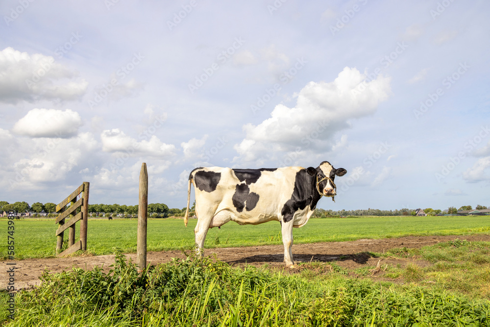 Dairy cow walking on a path passing a gate, black and white looking at camera, side view in a field under a blue sky Dairy cow walking on a path passing a gate, black and white looking at camera, side view in a field under a blue sky