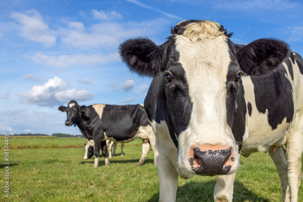 Dairy cow coming towards, curious face approaching in a field, black and white and a blue sky Dairy cow coming towards, curious face approaching in a field, black and white and a blue sky