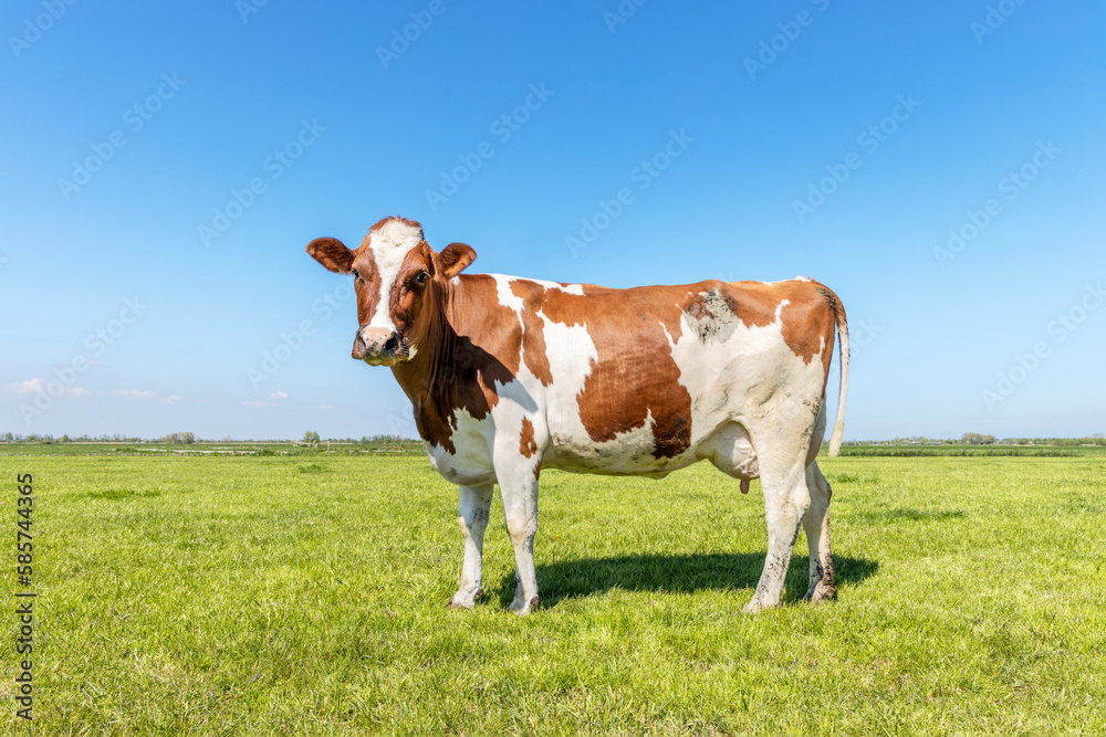 Happy dairy cow side view and full length, cheerful standing in a green field with a blue sky and horizon