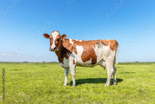 Happy dairy cow side view and full length  cheerful standing in a green field with a blue sky and horizon