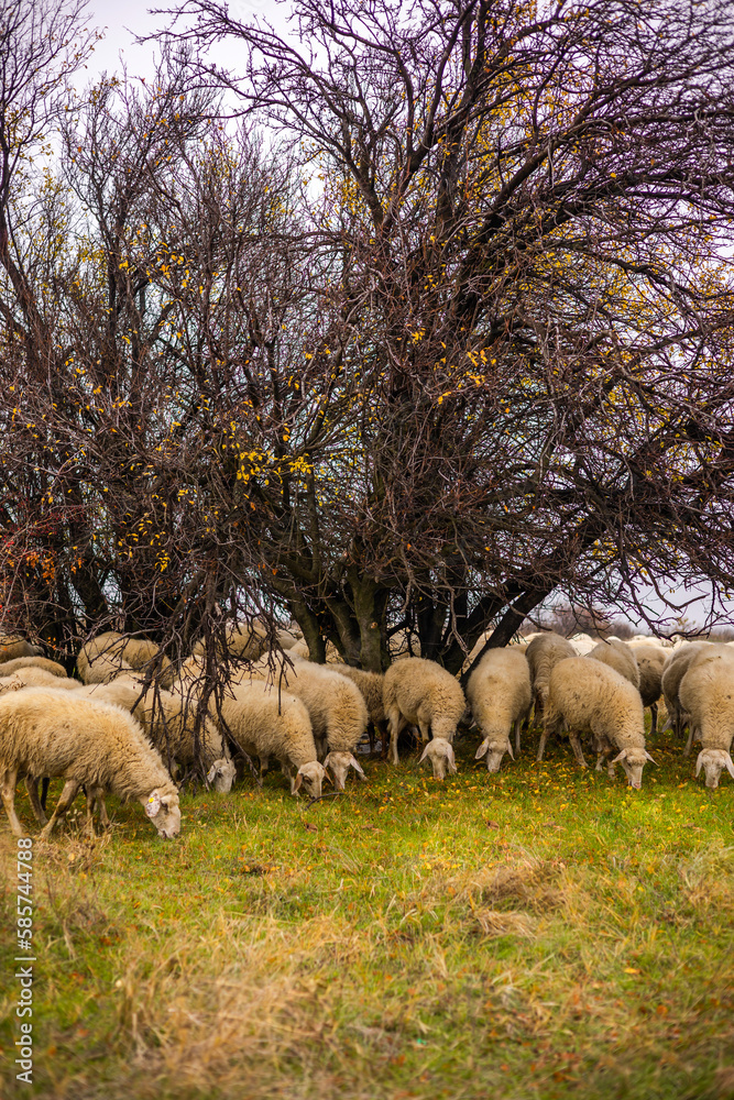 Naklejka premium sheep in the meadow outdoor 