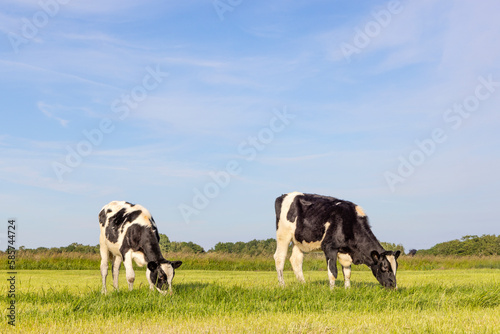 Two cows grazing  black and white in a green pasture and a blue sky