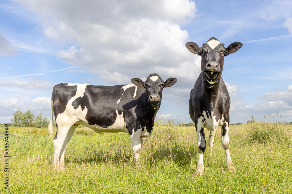 Two dairy cows, heifer black and white, standing front and side view, in the Netherlands, friesian holstein and a blue sky, horizon over land Two dairy cows, heifer black and white, standing front and side view, in the Netherlands, friesian holstein and a blue sky, horizon over land