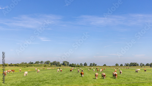 Group of cows grazing in the pasture, peaceful and sunny in Dutch landscape in Holland of flat land with a blue sky