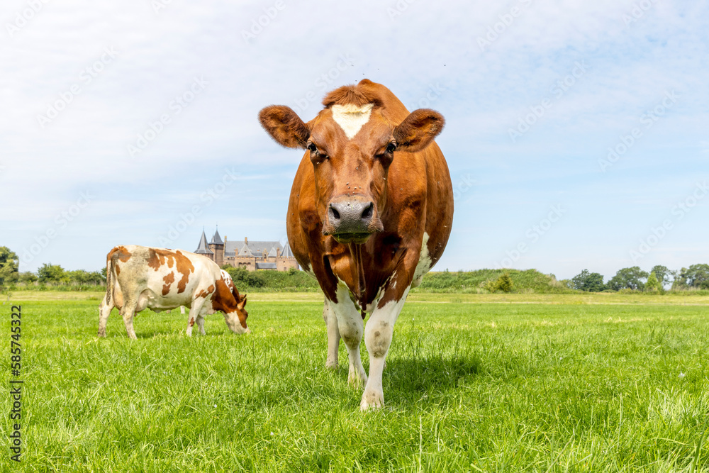 Cow standing full length in front view and copy space, cows in background, green grass in a field and a blue sky.