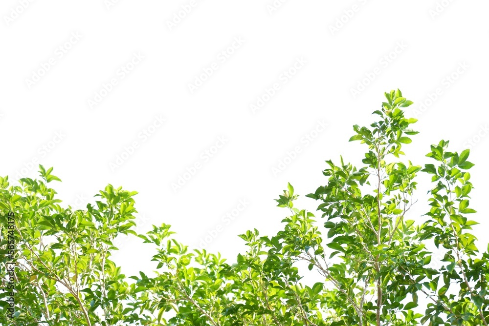 Tropical tree with leaves branches and sunlight, on white isolated background for green foliage backdrop Tropical tree with leaves branches and sunlight, on white isolated background for green foliage backdrop
