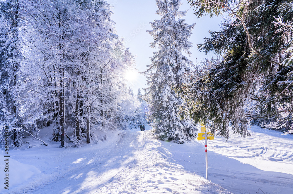 Fototapeta premium Winter forest in Seefeld, Austria