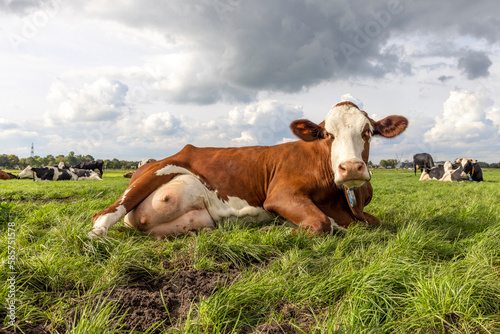 Large udder cow lying down relaxed and looking at the camera, in a green field in the Netherlands, red and white mottled and a blue sky