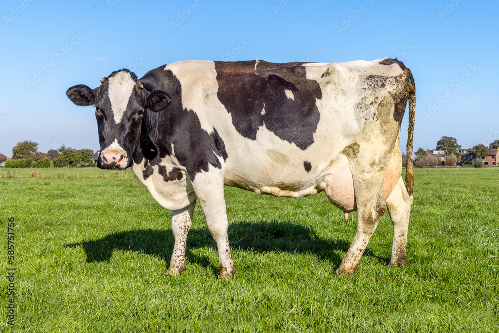 Cow round udder in full length side view in a field black and white, in the Netherlands Cow round udder in full length side view in a field black and white, in the Netherlands