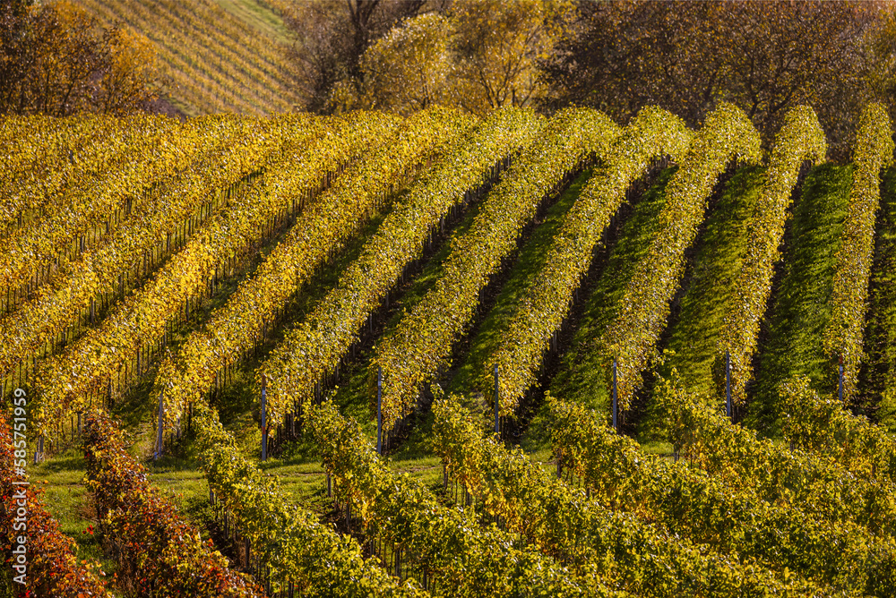 Fototapeta premium Landschaft mit Hügel und Weinreben mit herbstlicher Färbung