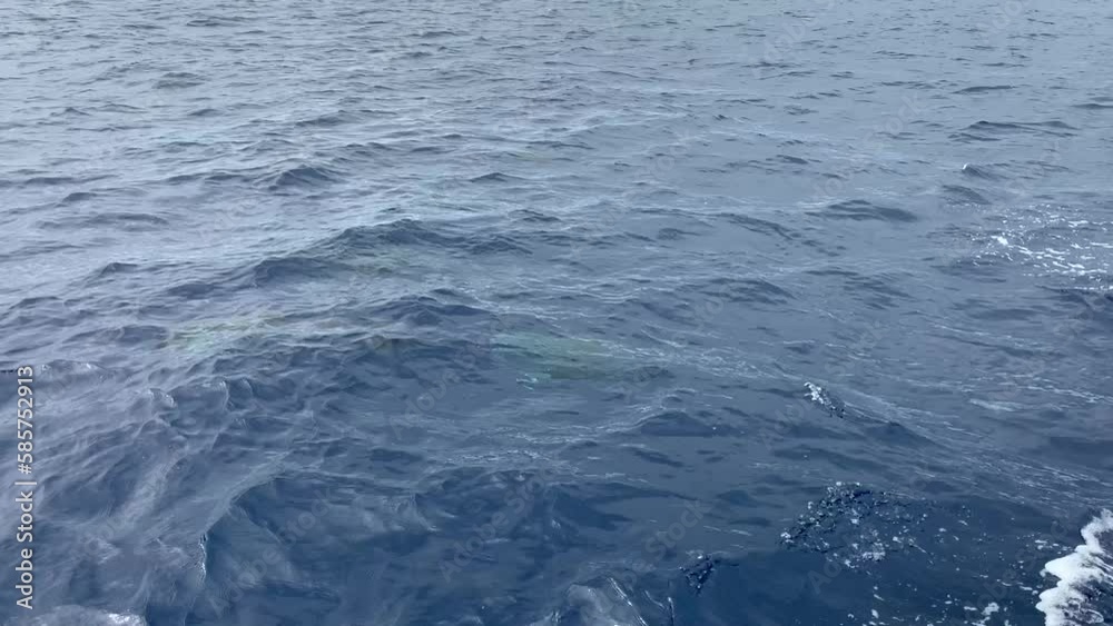 A pod of dolphins swimming near the boat in the blue ocean, Azores Islands, Portugal, Atlantic A pod of dolphins swimming near the boat in the blue ocean, Azores Islands, Portugal, Atlantic