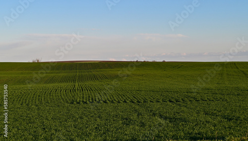 Agriculture.A vast expanse of green wheat field.