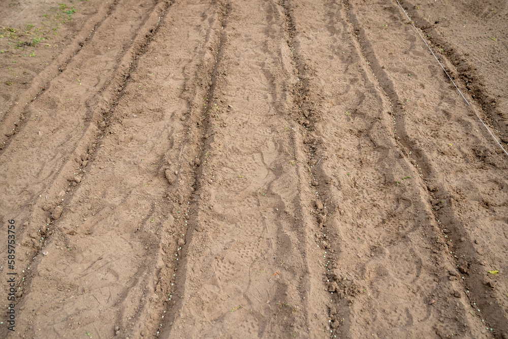 Sowing peas by hand in rows in prepared soil. Spring work in the garden. Sowing green peas. Sowing peas by hand in rows in prepared soil. Spring work in the garden. Sowing green peas.