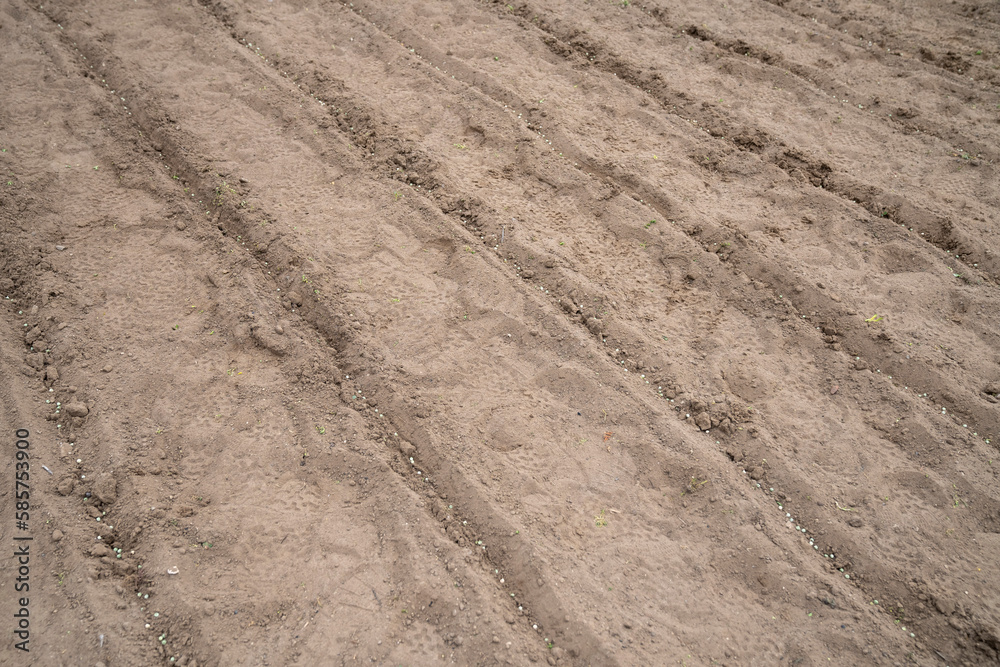 Sowing peas by hand in rows in prepared soil. Spring work in the garden. Sowing green peas. Sowing peas by hand in rows in prepared soil. Spring work in the garden. Sowing green peas.