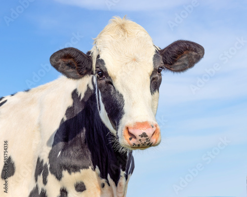 Cute cow black and white, dairy milker looking softly,, medium shot, pink nose and blue sky