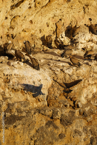 Griffon Vultures nesting in granite rock gullies