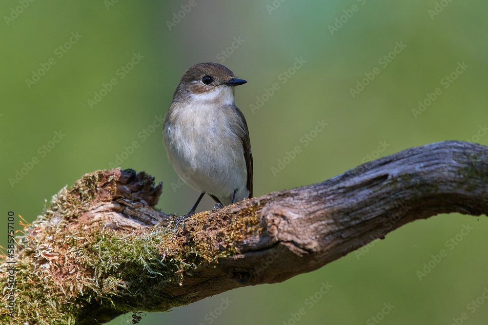Naklejka premium Spotted flycatcher ,,Muscicapa striata,, in its natural environment, Danubian wetland, Slovakia