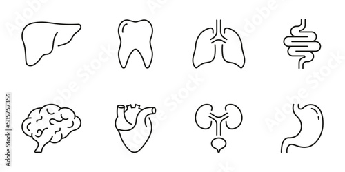 Healthcare Outline Icon, Internal Organ Anatomy. Human Brain, Intestine, Urinary System, Tooth, Stomach, Lung, Liver, Heart Line Icon Set. Editable Stroke. Isolated Vector Illustration
