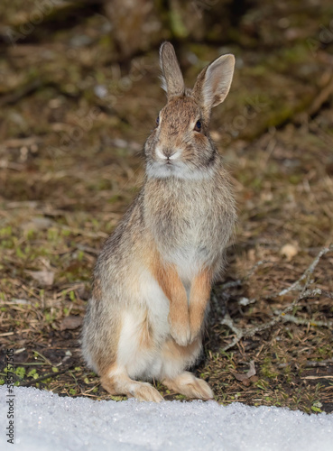 Eastern cottontail rabbit standing on its hind legs in a winter forest. © Jim Cumming