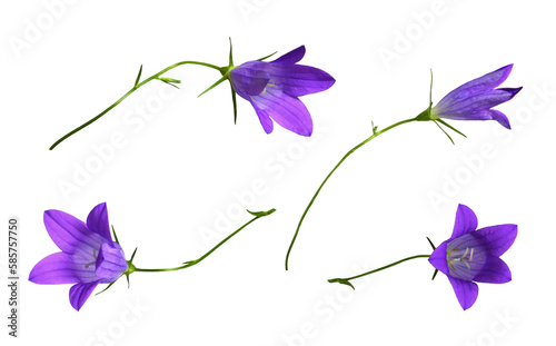 Set of purple campanula flowers isolated on white or transparent background