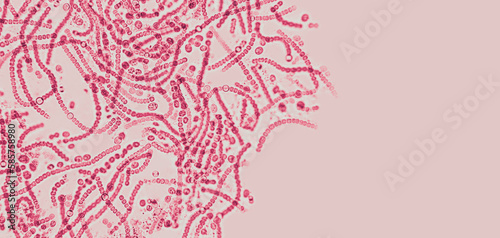 Probiotics, lactic acid bacteria. Bacteria and microorganisms. Microscopic probiotics, bacterial flora photo