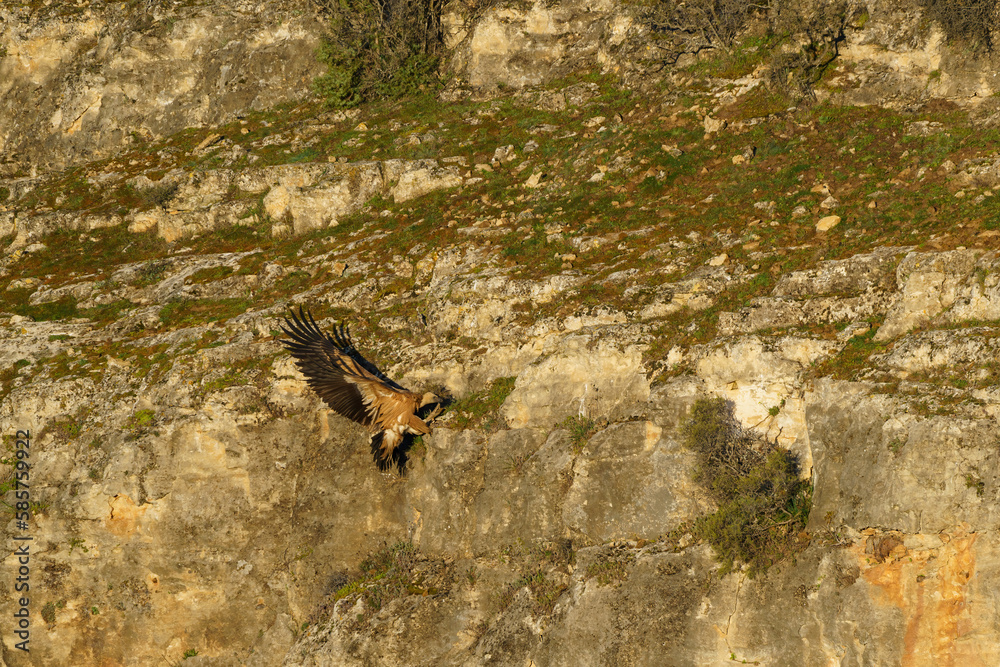 Griffon vulture landing on granite rock in the early morning sunshine