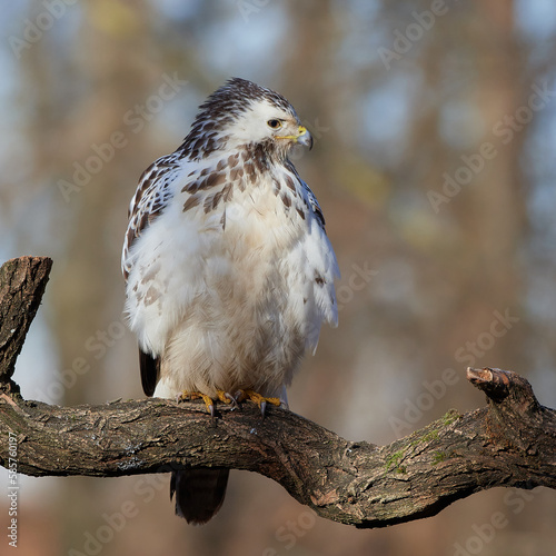 Common buzzard,, butoe buteo,, in its natural environment, Danubian wetland, Slovakia