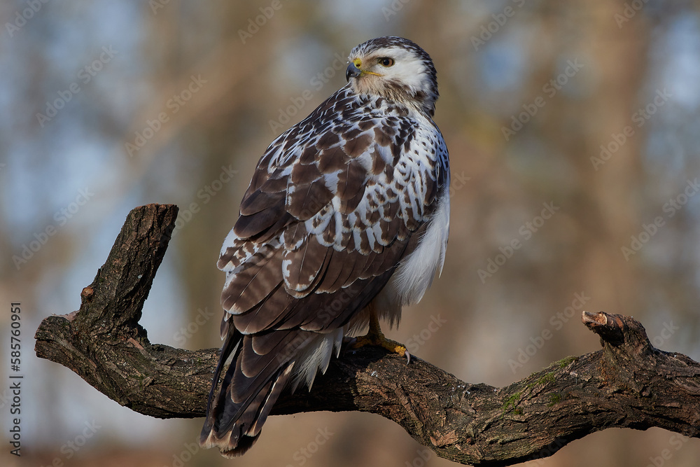 Fototapeta premium Common buzzard,, butoe buteo,, in its natural environment, Danubian wetland, Slovakia