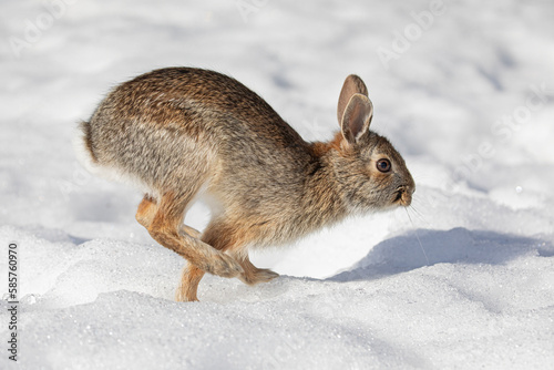 Eastern cottontail rabbit hopping along in the winter snow.