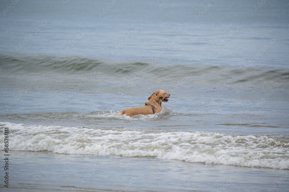 Na praia golden retriever é uma raça canina do tipo retriever originária da Grã-bretanha, e foi desenvolvida para a caça de aves aquáticas. Na praia golden retriever é uma raça canina do tipo retriever originária da Grã-bretanha, e foi desenvolvida para a caça de aves aquáticas.