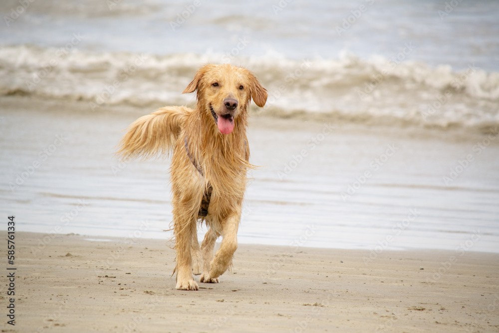 Na praia golden retriever é uma raça canina do tipo retriever originária da Grã-bretanha, e foi desenvolvida para a caça de aves aquáticas.