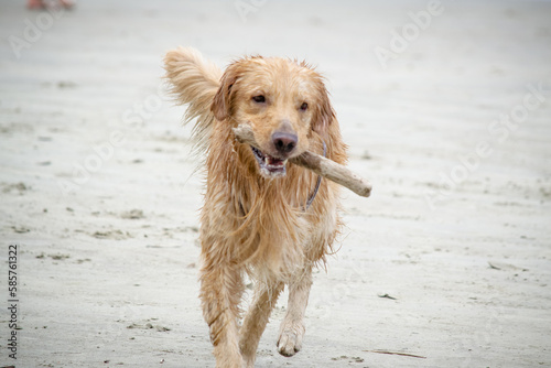 Na praia um cachorro golden retriever com madeira na boca.