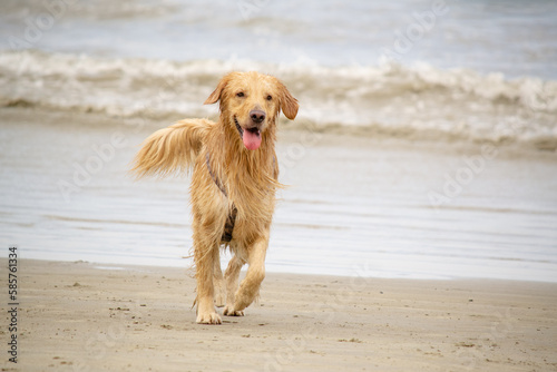 Na praia golden retriever é uma raça canina do tipo retriever originária da Grã-bretanha, e foi desenvolvida para a caça de aves aquáticas.