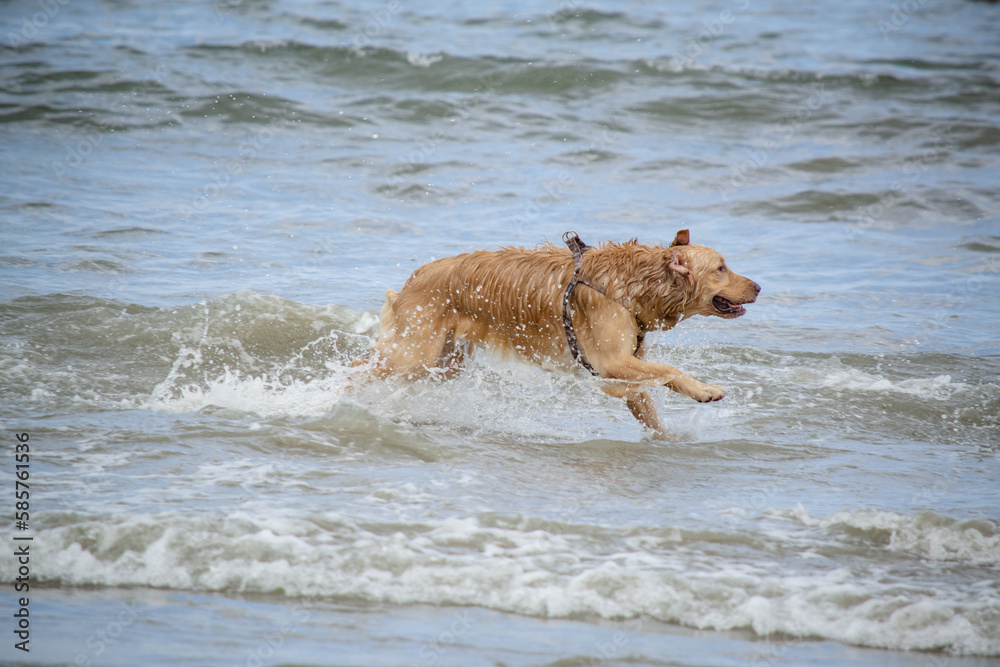 Na praia golden retriever é uma raça canina do tipo retriever originária da Grã-bretanha, e foi desenvolvida para a caça de aves aquáticas.
Na praia golden retriever é uma raça canina do tipo retriever originária da Grã-bretanha, e foi desenvolvida para a caça de aves aquáticas.