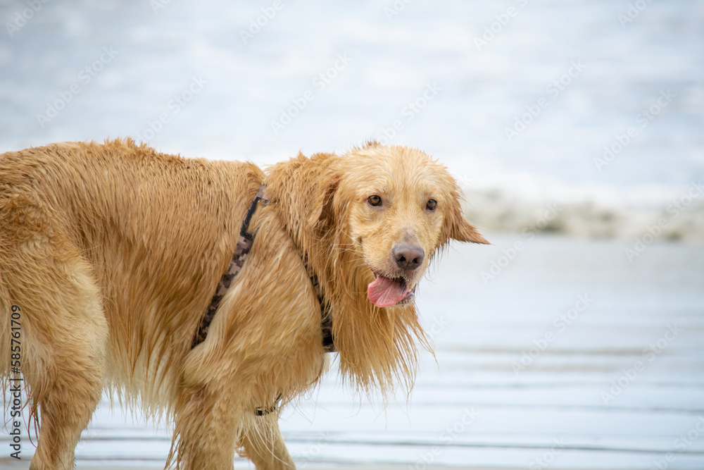 Na praia golden retriever é uma raça canina do tipo retriever originária da Grã-bretanha, e foi desenvolvida para a caça de aves aquáticas. Na praia golden retriever é uma raça canina do tipo retriever originária da Grã-bretanha, e foi desenvolvida para a caça de aves aquáticas.