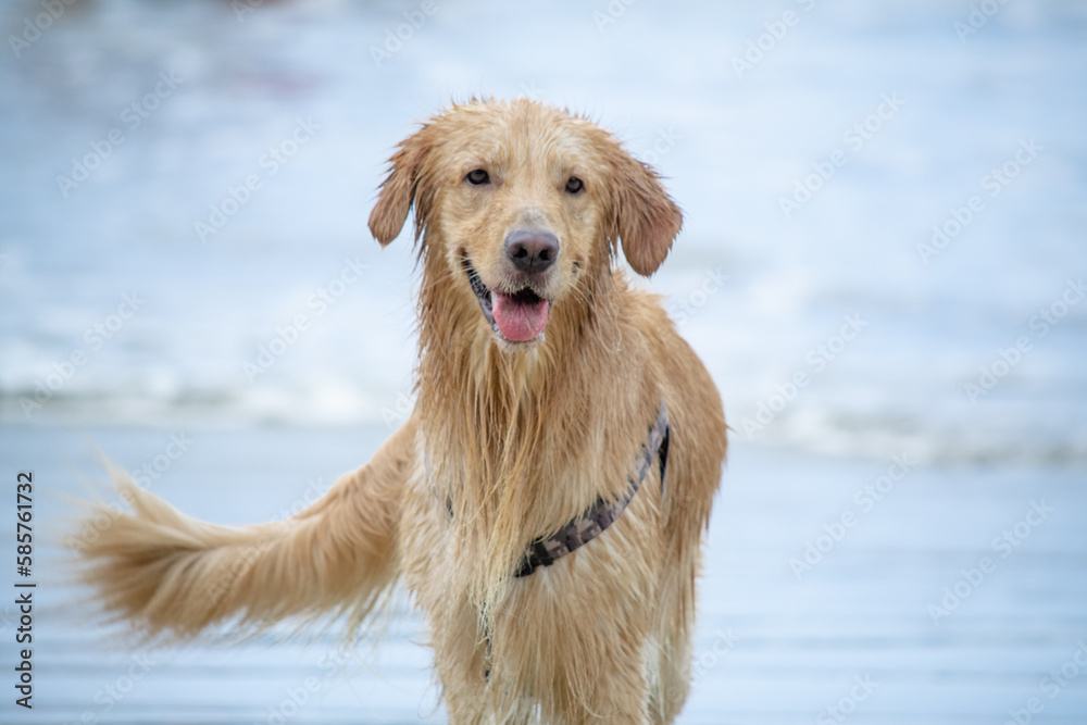 Na praia golden retriever é uma raça canina do tipo retriever originária da Grã-bretanha, e foi desenvolvida para a caça de aves aquáticas.
Na praia golden retriever é uma raça canina do tipo retriever originária da Grã-bretanha, e foi desenvolvida para a caça de aves aquáticas.