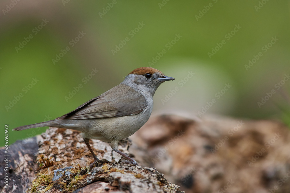 The blackcap,, Sylvia atricapilla,, in its natural environment, Danubian wetland, Slovakia