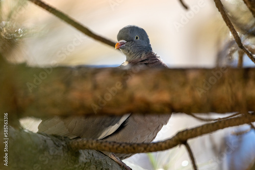 Ringeltaube (Columba palumbus) im Baum photo