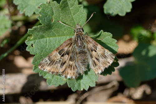 Mallow skipper (Carcharodus alceae) on a leaf