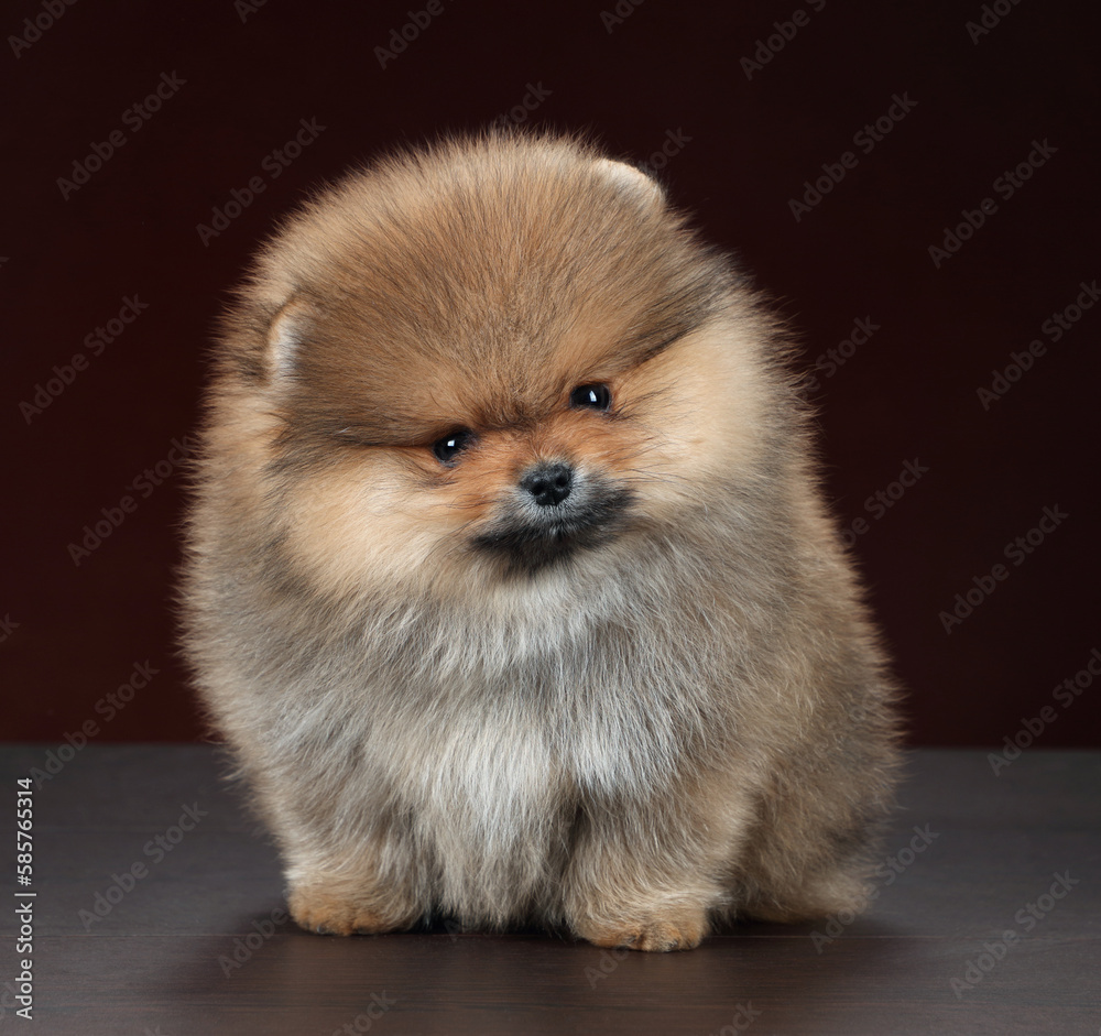 Cute fluffy Pomeranian puppy. Little puppy Cute fluffy Pomeranian puppy. Little puppy