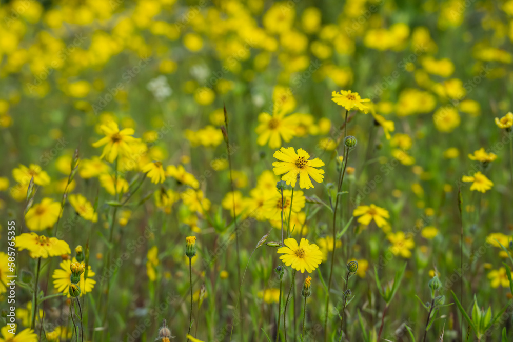 Field Full Of Common Madia Blooms In Summer Field Full Of Common Madia Blooms In Summer