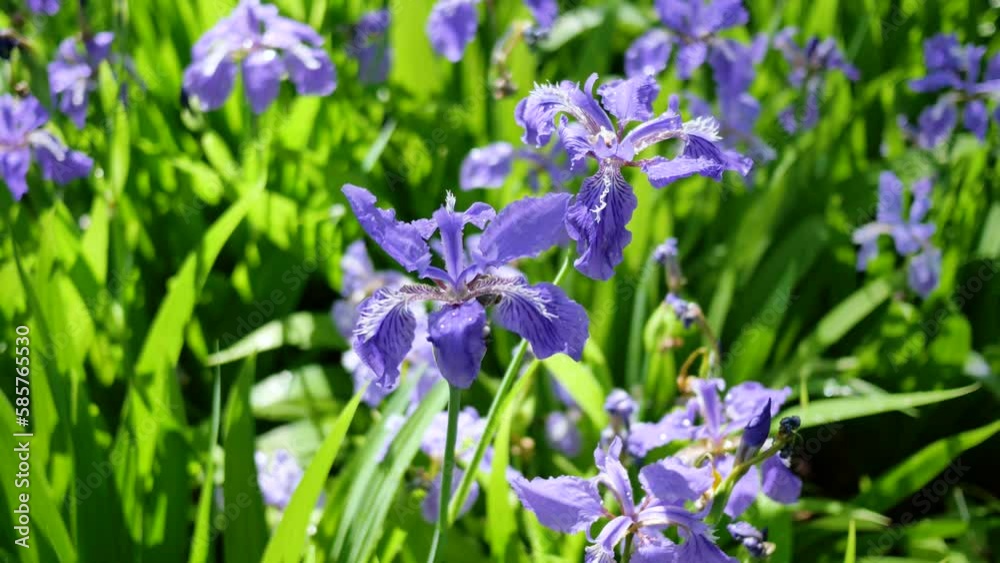 A mass of irises growing in the park A mass of irises growing in the park