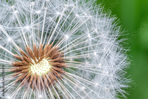 Dandelion seeds on green background