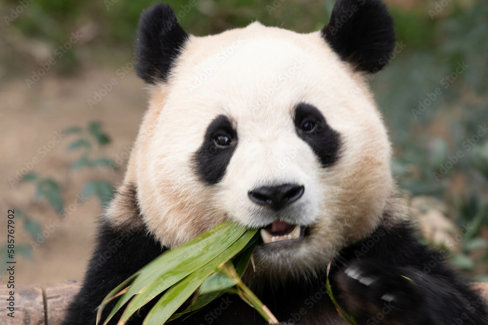 Close up Cute Fluffy Panda, Fu Bao, Everland in South Korea Close up Cute Fluffy Panda, Fu Bao, Everland in South Korea