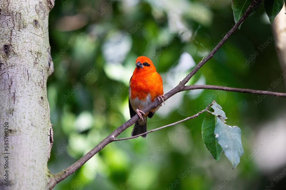 Red fody bird on the branch in the forest. Birds in the natural Madagascar forest Red fody bird on the branch in the forest. Birds in the natural Madagascar forest